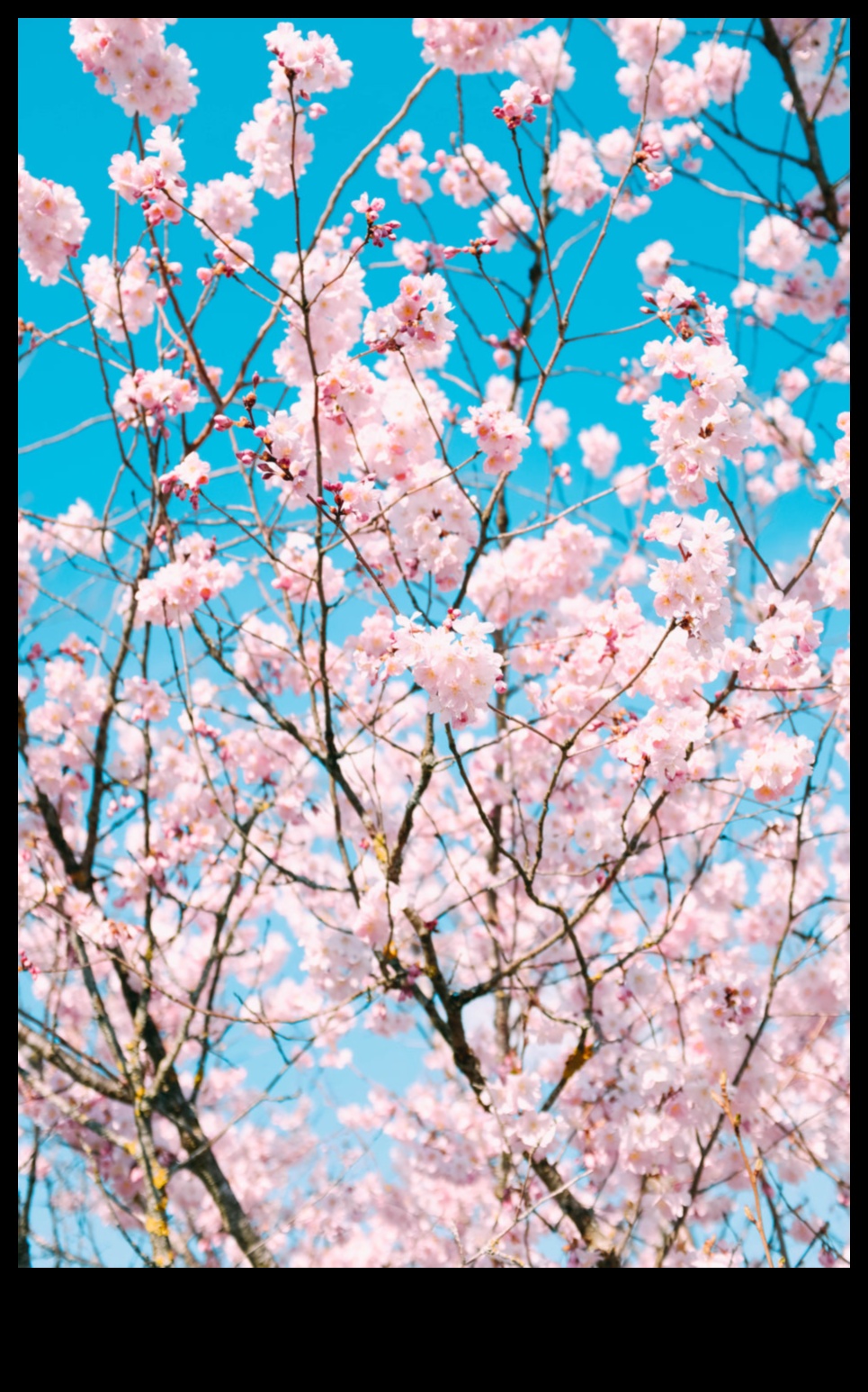 Bursting Blooms: Techniques for Achieving Explosive Floral Photography