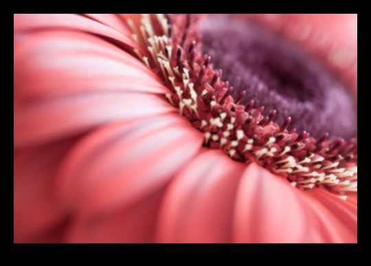 Bursting Blooms: Techniques for Achieving Explosive Floral Photography