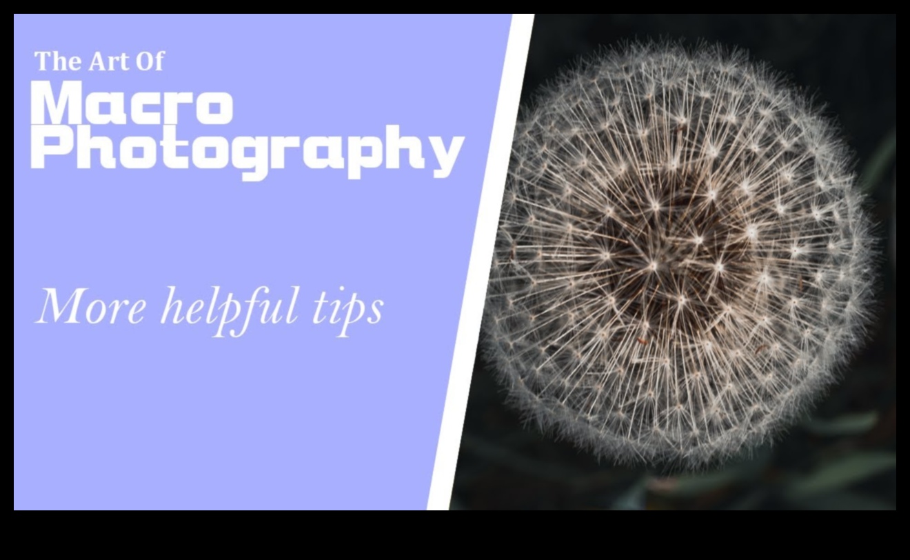 Miniature Marvels: Crafting Visual Stories Through Macro Lens