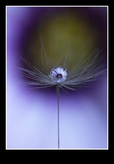 Miniature Marvels: Crafting Visual Stories Through Macro Lens