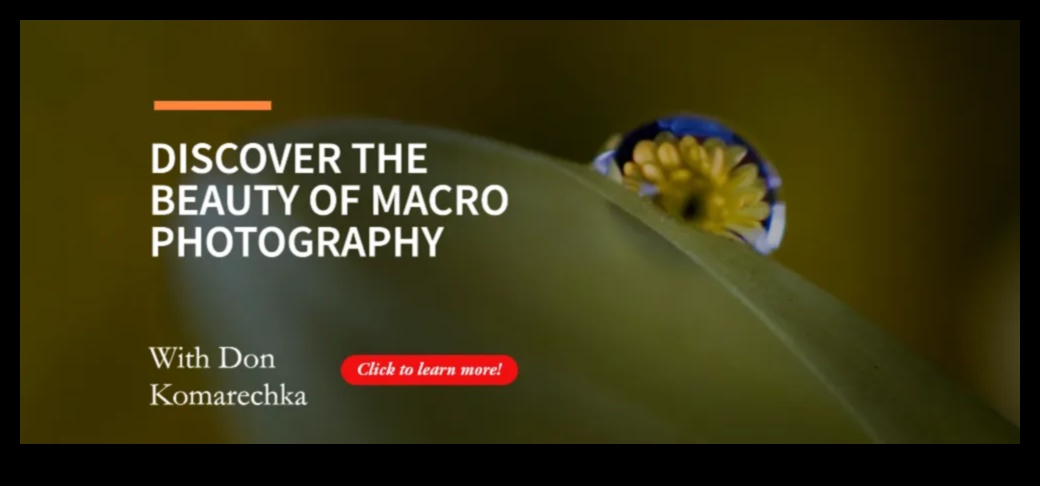 Miniature Marvels: Crafting Visual Stories Through Macro Lens