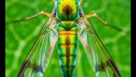 Miniature Marvels Η έργο τέχνης της κατασκευής οπτικών ρεπορτάζ με τη χρήση μακροσκοπικού φακού 4 Miniature Marvels: Crafting Visual Stories Through Macro Lens