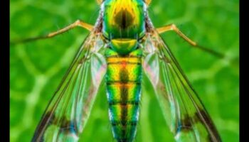 Miniature Marvels: Crafting Visual Stories Through Macro Lens