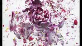 Ξεσπώντας Blooms Πώς εξετάσετε το ενδεχόμενο αποτυπώσετε την όμορφη εμφάνιση της φωτογραφίας με λουλούδια 1 Bursting Blooms: Techniques for Achieving Explosive Floral Photography