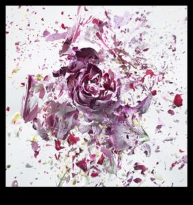 Bursting Blooms: Techniques for Achieving Explosive Floral Photography